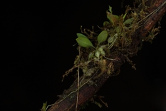 Utricularia jamesoniana