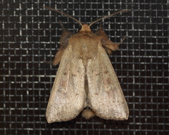 Leucania pseudargyria