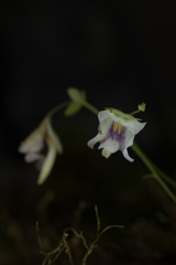 Utricularia jamesoniana