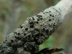 Mycoblastus sanguinarius