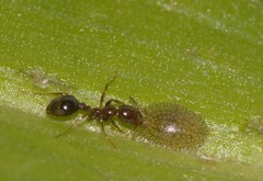 Solenopsis