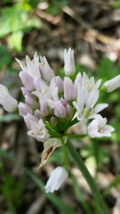 Allium canadense