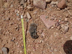 Notiosorex crawfordi