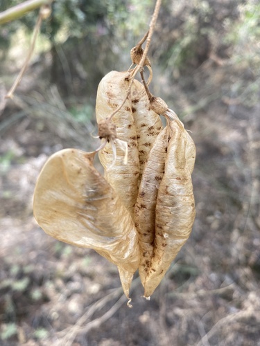 Bladder-senna