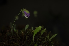 Utricularia jamesoniana