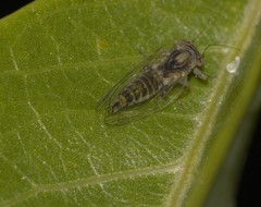 Platycorypha