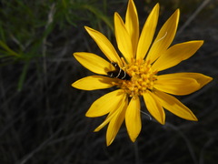 Adela trigrapha