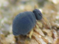 Sminthurinus atrapallidus