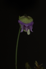 Utricularia jamesoniana
