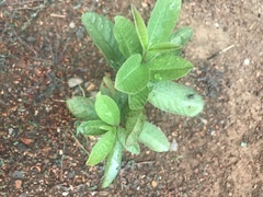 Psidium friedrichsthalianum