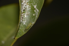 Platycorypha erythrinae