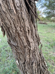 Malus ioensis texana