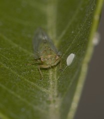 Platycorypha erythrinae