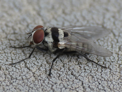 Anthomyia illocata