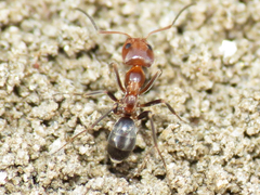Dorymyrmex bicolor