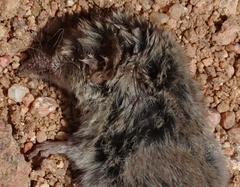 Notiosorex crawfordi