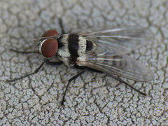 Anthomyia illocata