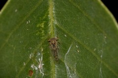 Platycorypha nigrivirga