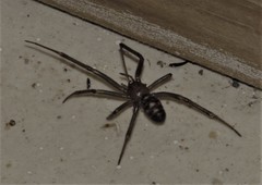 Steatoda grossa