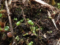 Mannia gracilis
