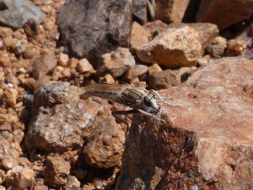 Proctacanthella exquisita