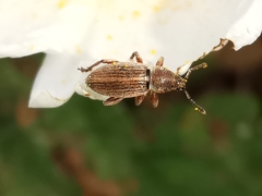 Polydrusus marginatus