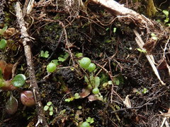 Mannia gracilis