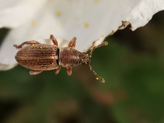 Polydrusus marginatus