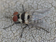 Anthomyia illocata
