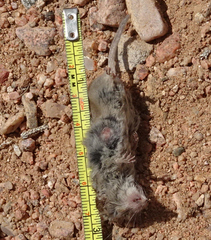 Notiosorex crawfordi