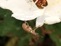 Polydrusus marginatus