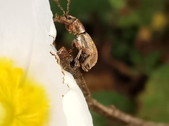 Polydrusus marginatus