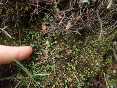 Mannia gracilis