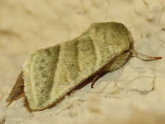 Chloridea virescens
