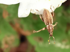 Polydrusus marginatus