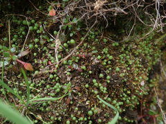 Mannia gracilis