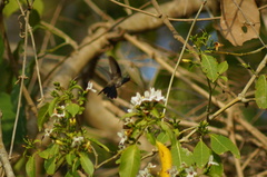 Cynanthus doubledayi