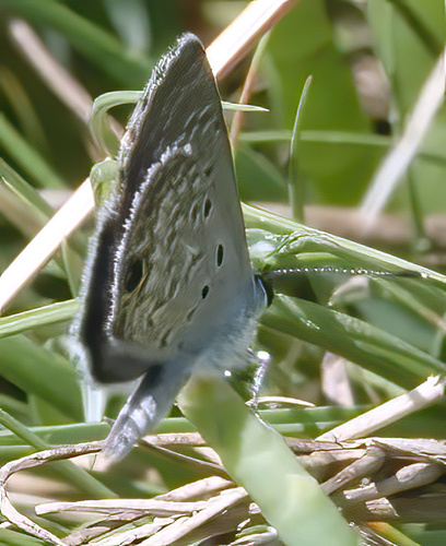 Ceraunus Blue