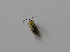 Hemiptera