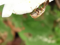 Polydrusus marginatus