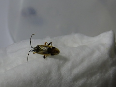 Hemiptera