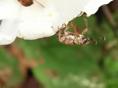 Polydrusus marginatus