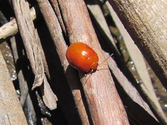 Paropsisterna aequalis