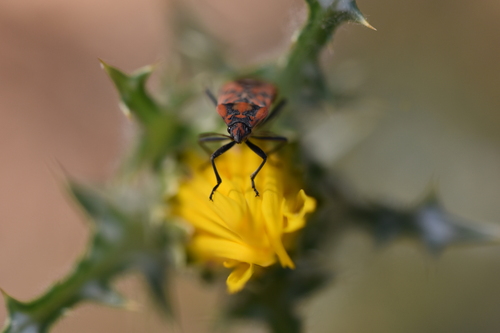 Indian Milkweed Bug