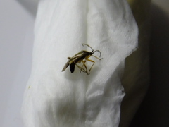 Hemiptera