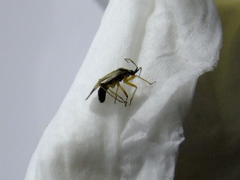 Hemiptera