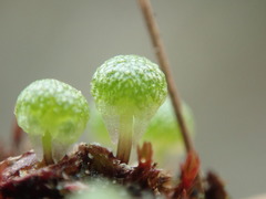 Mannia gracilis