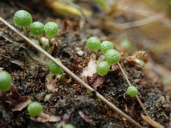 Mannia gracilis