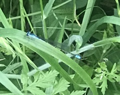 Enallagma exsulans