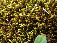 Racomitrium ryszardii